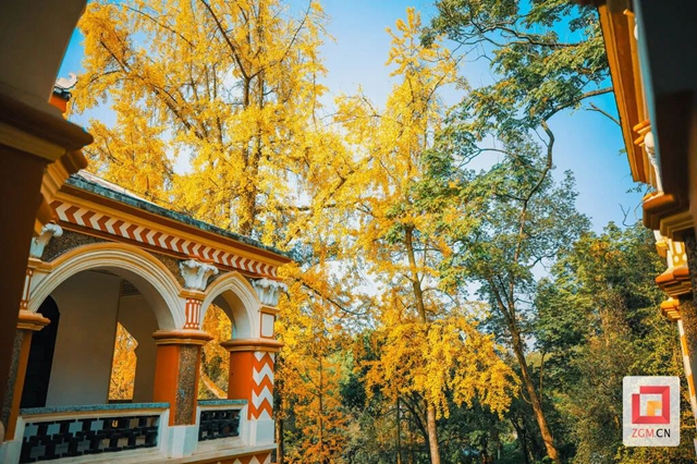 自贡“罗马楼”的银杏黄了(图6) 6.jpg