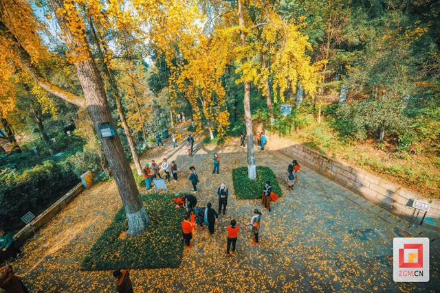 自贡“罗马楼”的银杏黄了(图8) 8.jpg