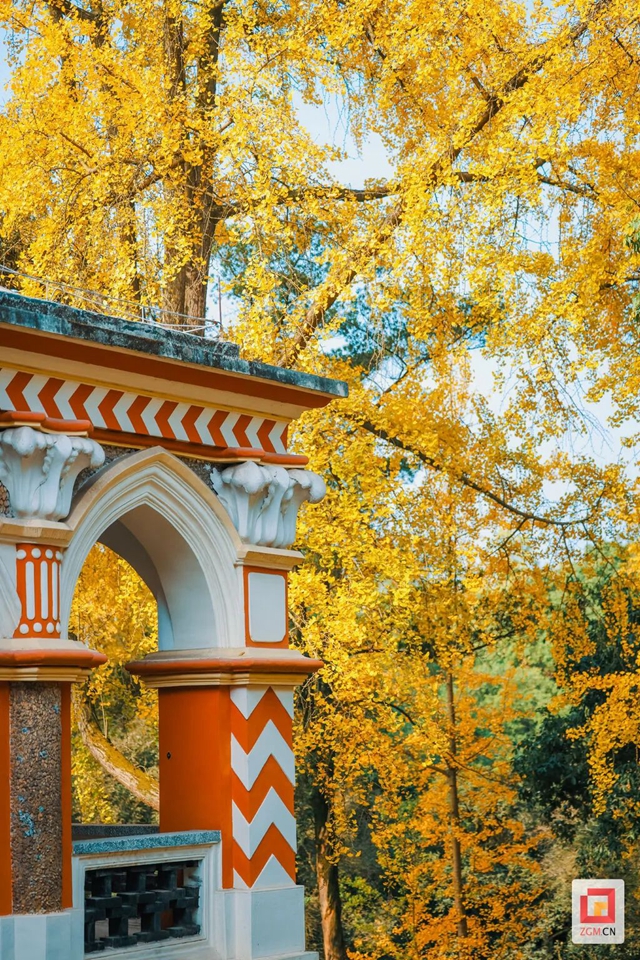 自贡“罗马楼”的银杏黄了(图7) 7.jpg