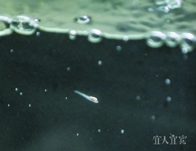 盘点2023 致敬2024丨十二张图回顾宜宾2023(图1) 1.jpg