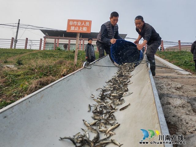 泸县：增殖放流鱼苗48.5万尾 筑牢生态