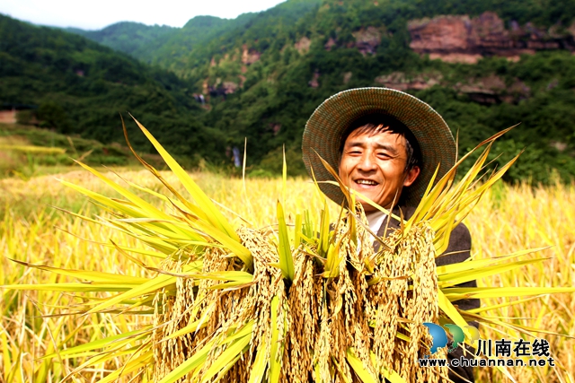昔日“野鸡坡” 今日“金凤凰”丨“千万工程”在四川省古蔺县凤凰村的生动实践(图7) 刘汉中摄(收稻谷).jpg