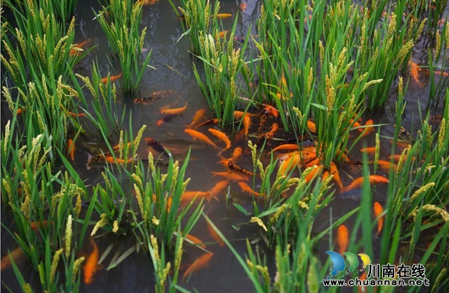 昔日“野鸡坡” 今日“金凤凰”丨“千万工程”在四川省古蔺县凤凰村的生动实践(图2) 稻鱼共生.jpg