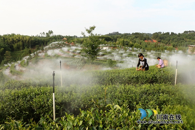 曾茂林的低山云雾茶园宛若仙境.JPG
