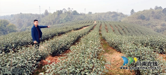 曾茂林介绍新培育三年的茶园.jpg