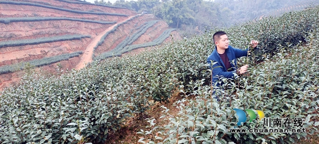 曾茂林在查看茶树长势.jpg