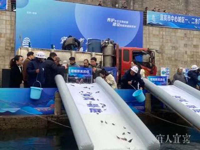 宜宾放鱼了!49.47万尾珍稀鱼类游进长江(图2) 2.jpg