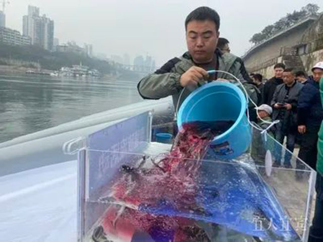 宜宾放鱼了!49.47万尾珍稀鱼类游进长江(图3) 3.jpg