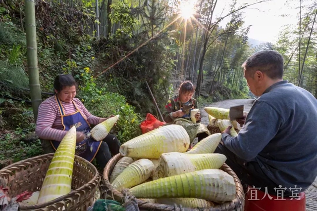 幸福宜宾:经济向上 民生向暖(图4) 4.jpg