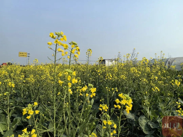 第一波油菜花已提前半月开花，好事还是坏事？