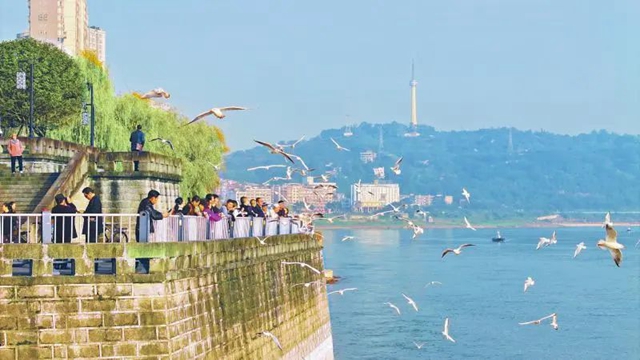 泸州：潮起长江畔“泸”力向未来