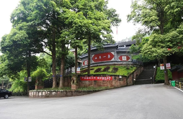 古树1.jpg