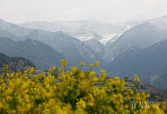 满山都黄了!宜宾屏山万亩油菜花开啦!(图3) 微信图片_20240130103258.jpg