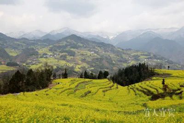 满山都黄了!宜宾屏山万亩油菜花开啦!(图4) 微信图片_20240130103302.jpg