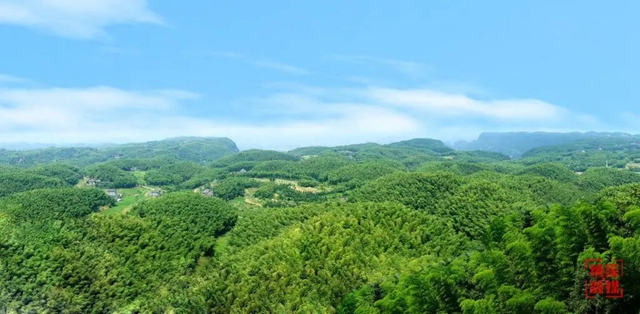 纳溪：“以竹代塑” 撬动绿色大产业