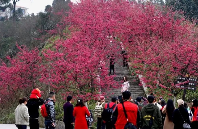 泸州新增多个好玩好看网红点，公交专班可直达→