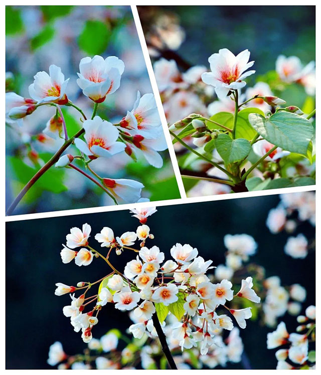 前方到站——国家3A级景区:泸县“道林沟”(图11) 11.jpg