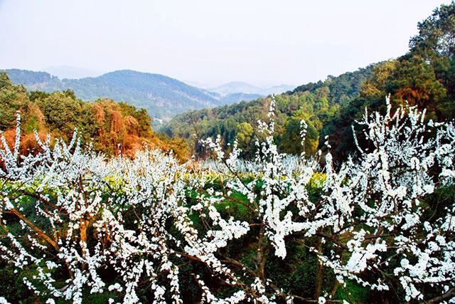 前方到站——国家3A级景区:泸县“道林沟”(图12) 12.jpg