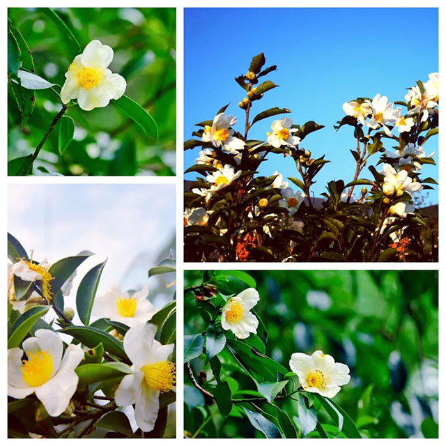 前方到站——国家3A级景区:泸县“道林沟”(图35) 35.jpg