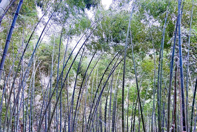 前方到站——国家3A级景区:泸县“道林沟”(图40) 41.jpg