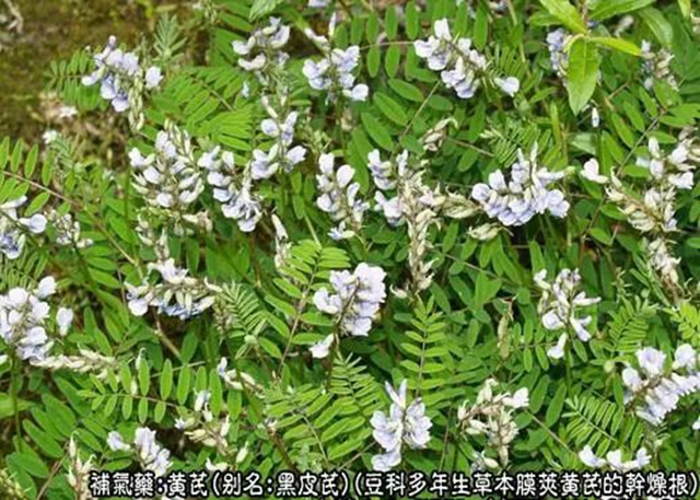 【杏林学堂】中药材：黄芪