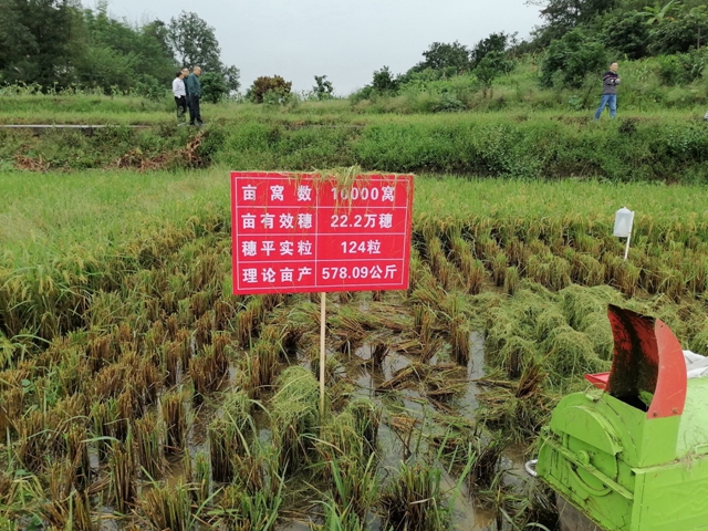 响应中央一号文件精神，泸州将打造更多“吨粮田”