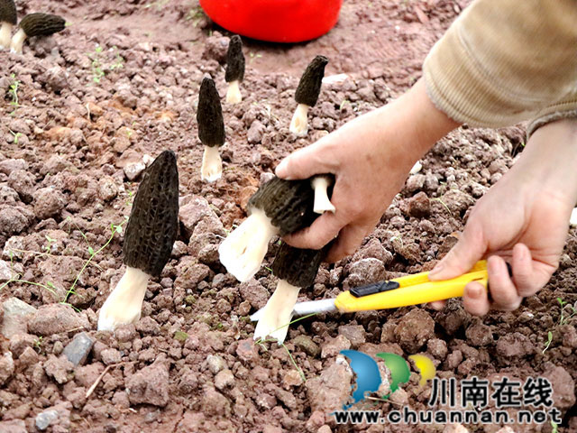 泸县福集镇:羊肚菌冬闲地长出致富伞(图1) 采收羊肚菌1.jpg