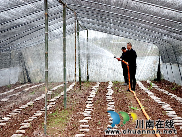 泸县福集镇:羊肚菌冬闲地长出致富伞(图2) 浇水.jpg