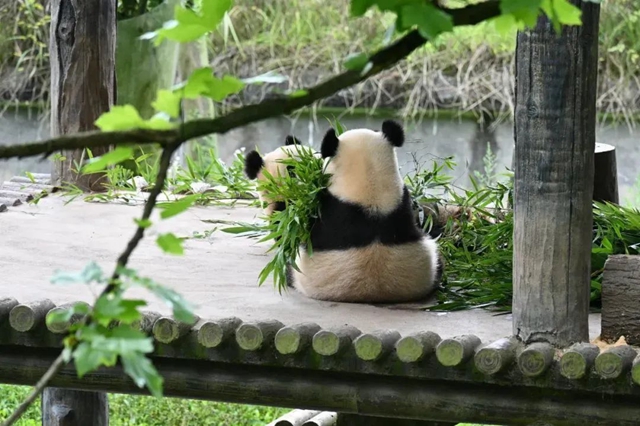 属龙和姓名带“龙”的泸州人注意,四川这些景区免费耍!(图1) 1.jpg