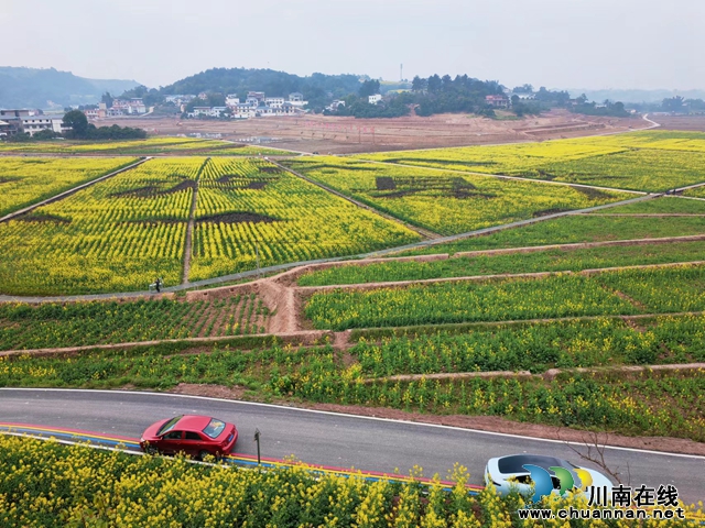 海潮镇环都市现代农业园区油菜花海（曾佐然摄）.jpg