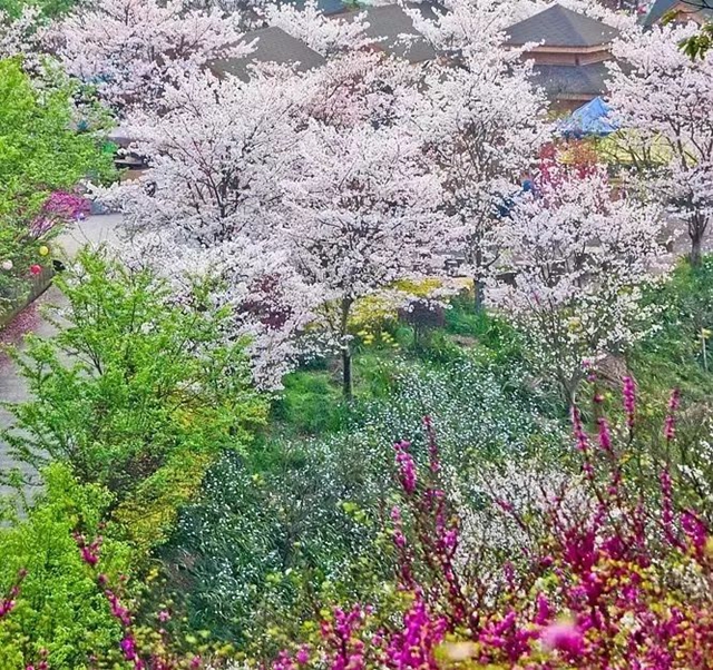 这些春日踏青好去处,让我们坐上公交出发吧~(图6) 微信图片_20240301110018.jpg