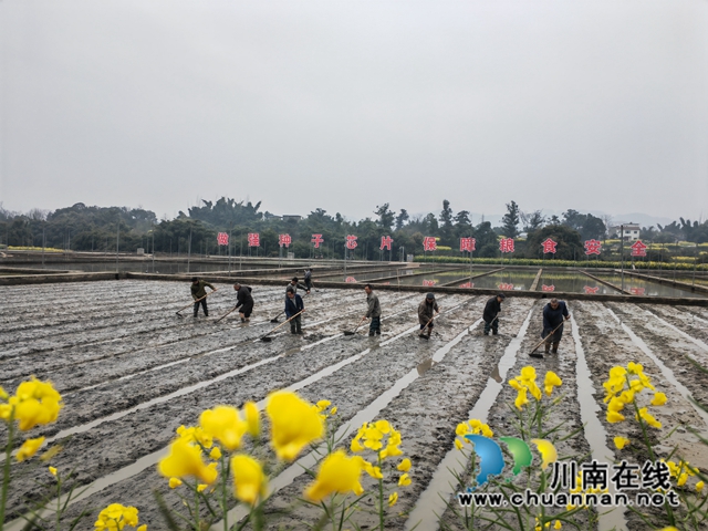 泸县水稻育种基地正在开秧厢1（曾佐然摄）.jpg