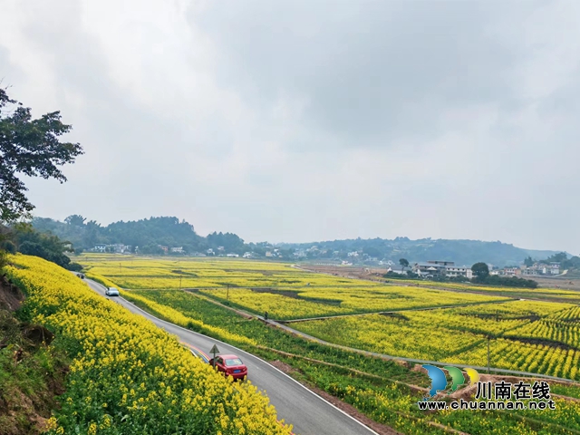 汽车开进油菜花海（曾佐然摄）.jpg