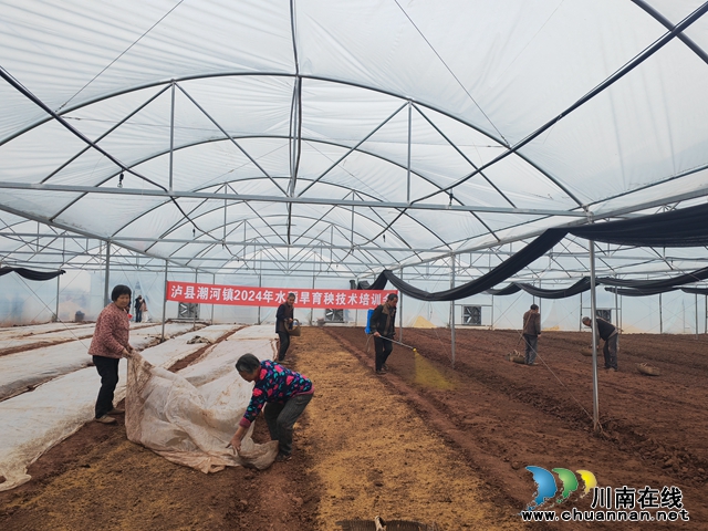 泸县旱育秧现场（曾佐然摄）.jpg