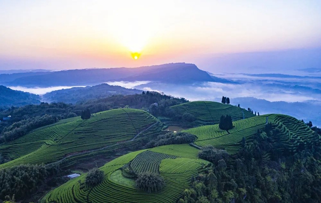 纳溪让绿叶变成金叶