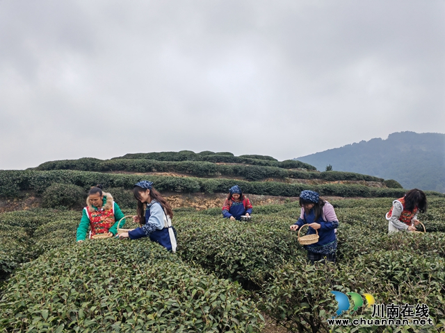 游客体验采茶1（曾佐然摄）.jpg