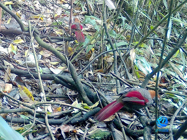 成双成对!泸州这里发现全球性近危物种(图1) 1.jpg