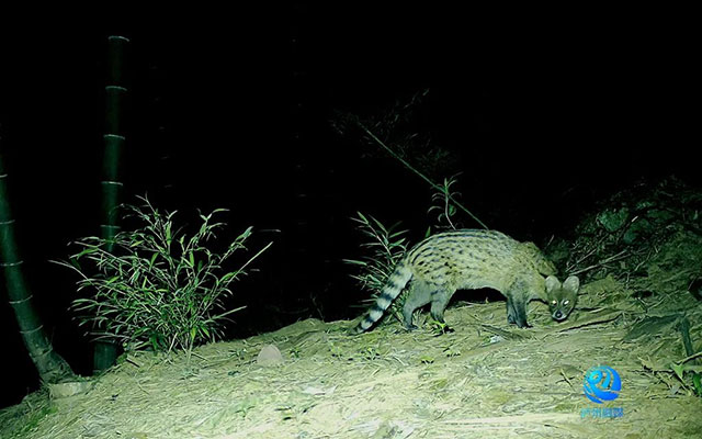 成双成对!泸州这里发现全球性近危物种(图2) 2.jpg