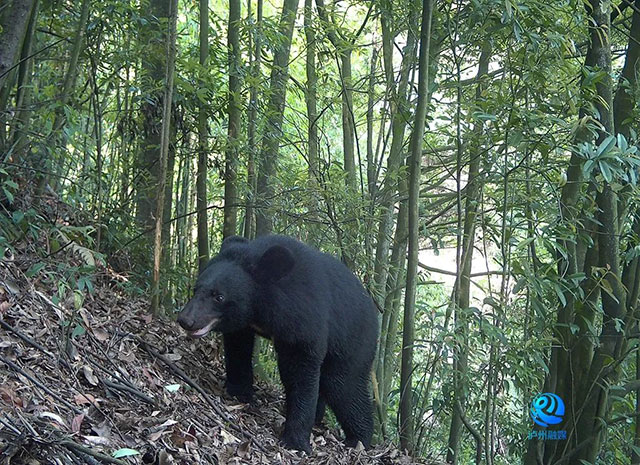 成双成对!泸州这里发现全球性近危物种(图3) 3.jpg