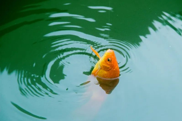 每天留取的钓获物重量不得超过2.5千克!四川最新垂钓管理办法来了(图2) 钓鱼2.jpg