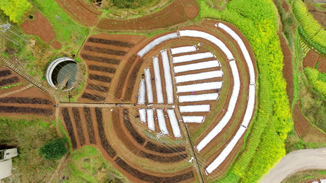 龙抬头|龙马潭:好年景,春开头!(图1) 1.jpg