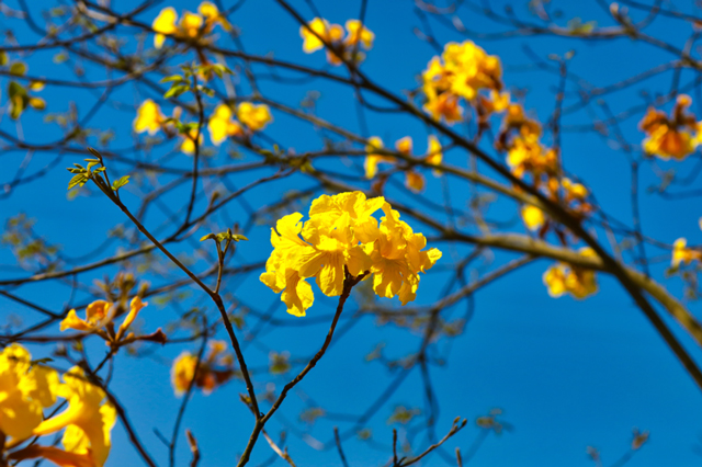 龙抬头|龙马潭:好年景,春开头!(图9) 9.jpg