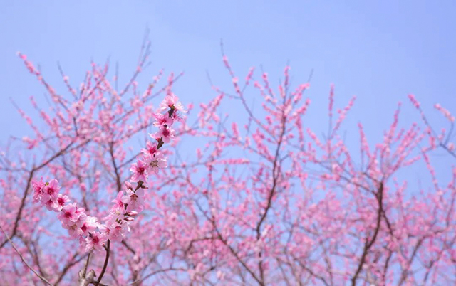 龙抬头|龙马潭:好年景,春开头!(图10) 10.jpg