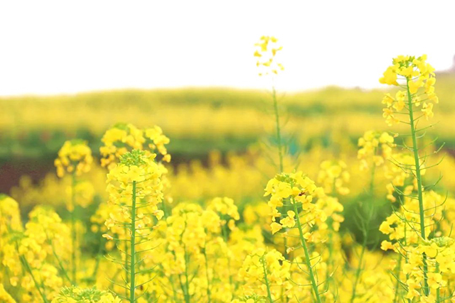 龙抬头|龙马潭:好年景,春开头!(图11) 11.jpg