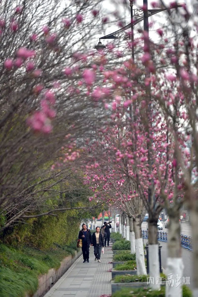 红的、白的、粉的……内江这条街一路“春色”(图1) 1.jpg