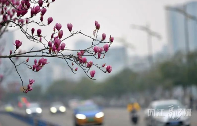 红的、白的、粉的……内江这条街一路“春色”(图4) 4.jpg