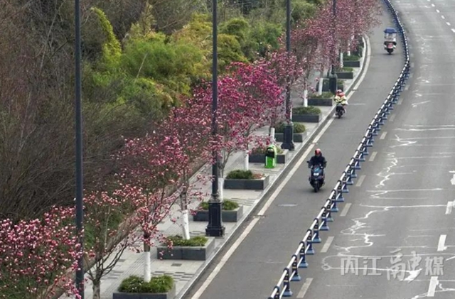 红的、白的、粉的……内江这条街一路“春色”(图5) 5.jpg