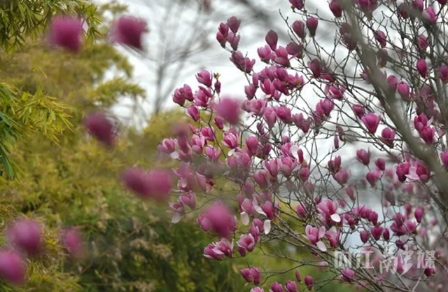 红的、白的、粉的……内江这条街一路“春色”(图3) 3.jpg