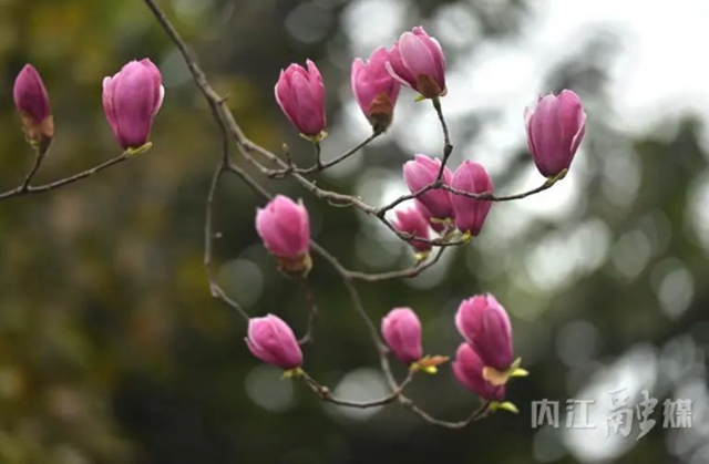 红的、白的、粉的……内江这条街一路“春色”(图2) 2.jpg