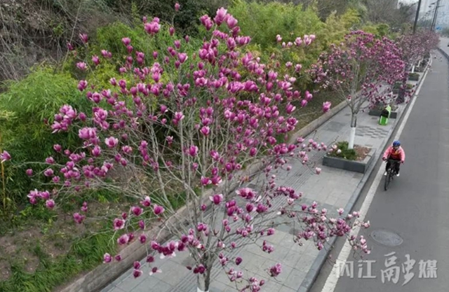 红的、白的、粉的……内江这条街一路“春色”(图7) 7.jpg